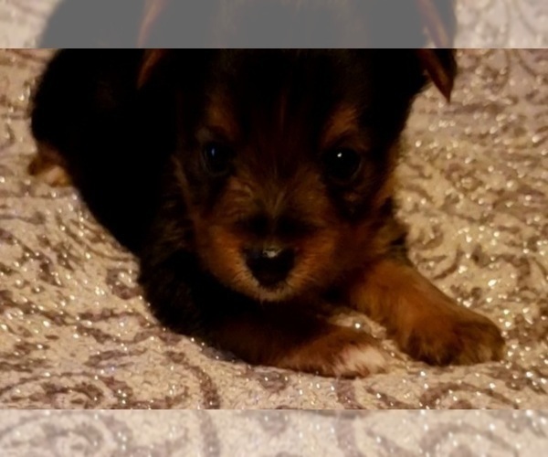 Medium Photo #6 Yoranian-Yorkshire Terrier Mix Puppy For Sale in HUDDLESTON, VA, USA
