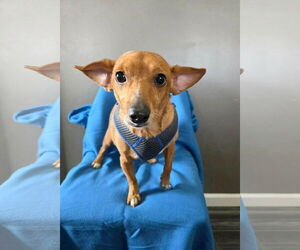 Chihuahua-Unknown Mix Dogs for adoption in Minneapolis, MN, USA