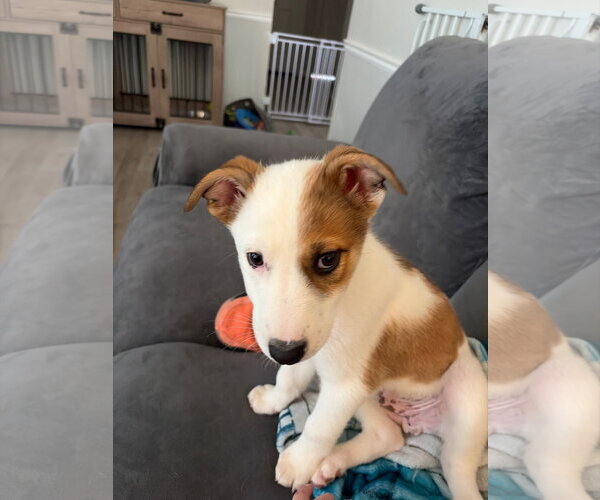 Medium Photo #4 Collie-Unknown Mix Puppy For Sale in Sandy, UT, USA