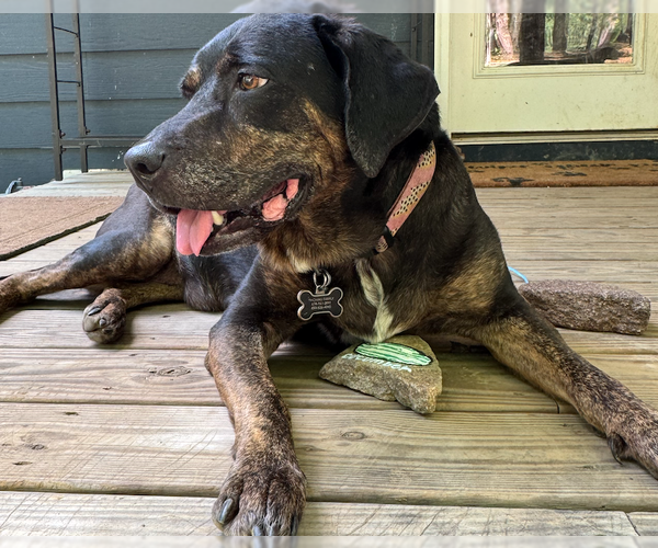 Medium Photo #1 Bluetick Coonhound-Labrador Retriever Mix Puppy For Sale in Decatur, GA, USA