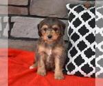 Small Photo #9 Miniature Bernedoodle Puppy For Sale in MILLERSBURG, OH, USA