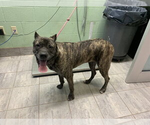 Mutt Dogs for adoption in Grand Prairie, TX, USA