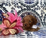 Small Photo #1 Cavapoo Puppy For Sale in LANCASTER, PA, USA