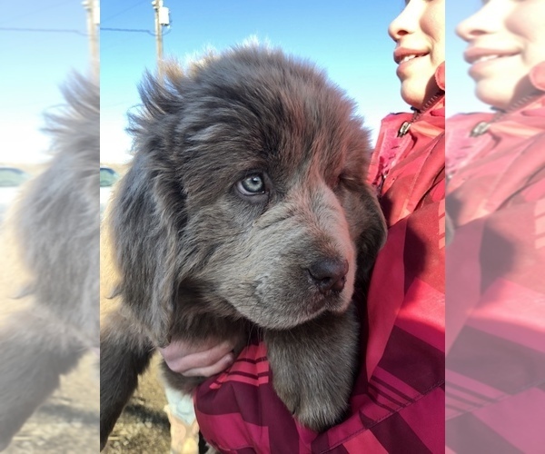 Medium Photo #2 Newfoundland Puppy For Sale in PAYETTE, ID, USA
