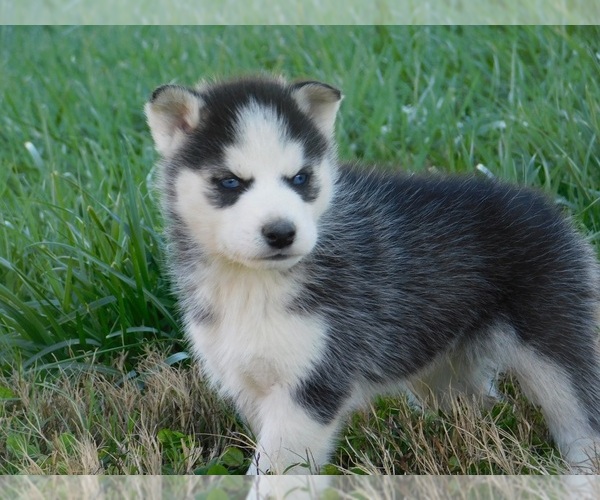 Medium Photo #6 Siberian Husky Puppy For Sale in CLARKRANGE, TN, USA