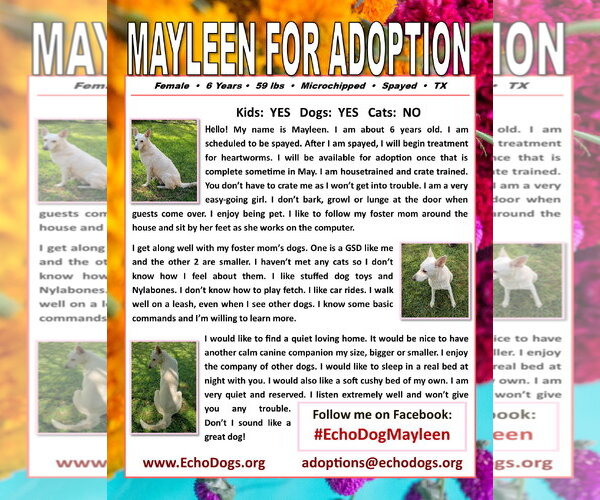 Medium Photo #2 - Mix Puppy For Sale in Hoffman Estates, IL, USA