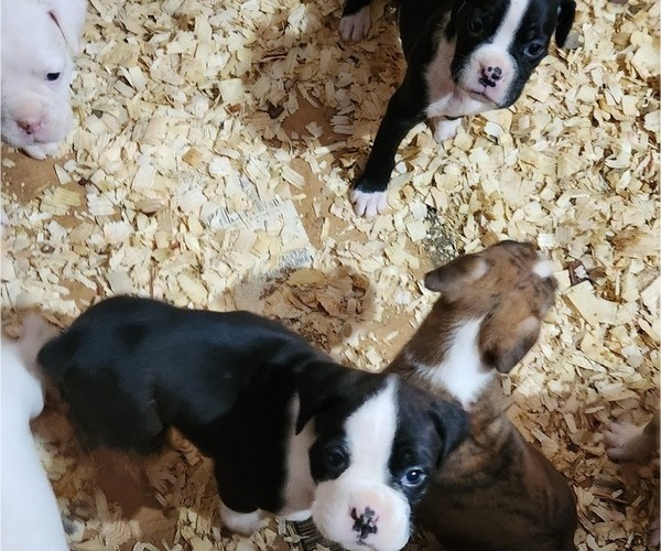 Medium Photo #9 Boxer Puppy For Sale in STAFFORD SPRINGS, CT, USA