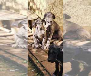 Great Dane Puppy for sale in EASTVALE, CA, USA