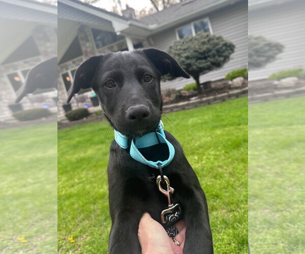 Medium Photo #1 Labrador Retriever-Unknown Mix Puppy For Sale in Marine City, MI, USA