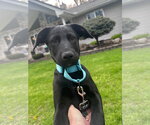 Small Labrador Retriever Mix