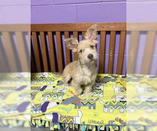 Medium Photo #3 Mutt Puppy For Sale in Genesee, WI, USA