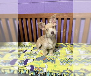 **CODY** - Male Mutt Dog for Adoption - Photo #3