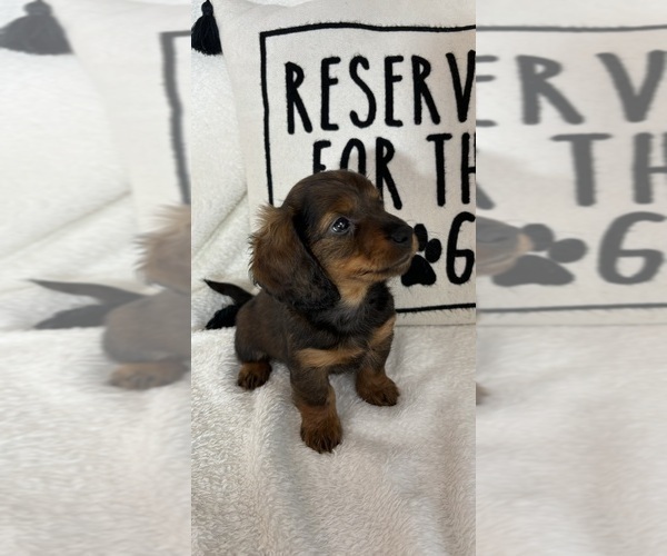 Medium Photo #3 Dachshund Puppy For Sale in GREENFIELD, IN, USA