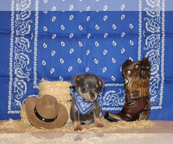 Medium Photo #1 Chihuahua Puppy For Sale in CHARLESTON, AR, USA