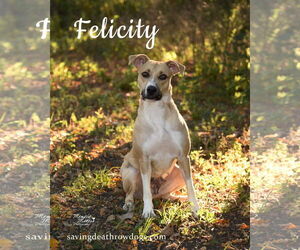 Mutt Dogs for adoption in Topeka, KS, USA