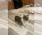 Small Photo #4 Pembroke Welsh Corgi Puppy For Sale in GUTHRIE, KY, USA