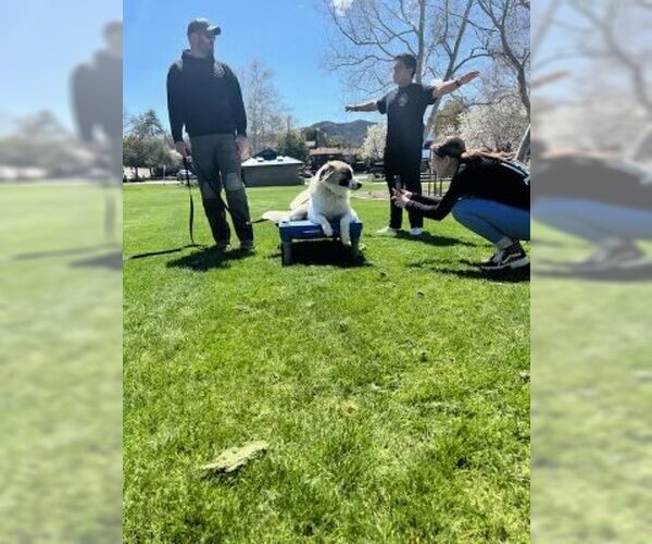 Medium Photo #9 Anatolian Shepherd-Unknown Mix Puppy For Sale in Dana Point, CA, USA