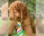 Small Photo #3 Goldendoodle Puppy For Sale in KISSIMMEE, FL, USA