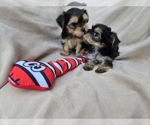 Yorkshire Terrier Puppy for sale in CORNERSVILLE, TN, USA