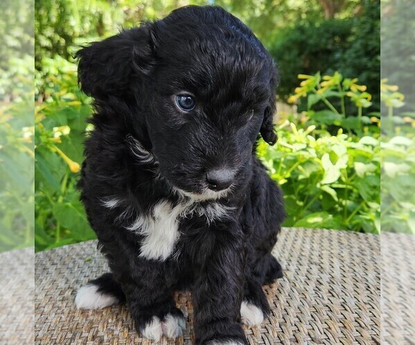 Medium Photo #7 F2 Aussiedoodle Puppy For Sale in COLUMBIA, TN, USA