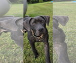 Small #2 Labrador Retriever Mix