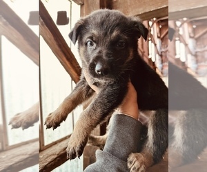German Shepherd Dog Puppy for sale in WILMINGTON, IL, USA