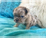 Small #7 English Bulldog
