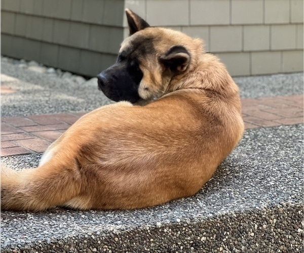 Medium Photo #16 Akita Puppy For Sale in PORT LUDLOW, WA, USA