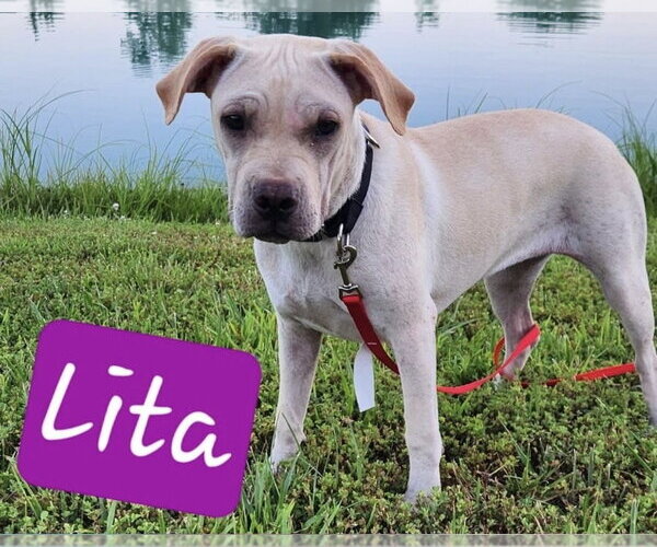 Medium Photo #2 Labrador Retriever-Unknown Mix Puppy For Sale in Macon, MO, USA
