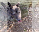 Small Photo #2 Holland Shepherd-Unknown Mix Puppy For Sale in Miami, FL, USA