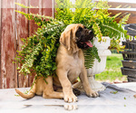 Small Photo #43 Mastiff Puppy For Sale in WAKARUSA, IN, USA