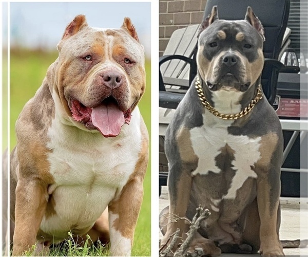 Medium Photo #1 American Bully Puppy For Sale in LANSDOWNE, PA, USA