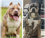 Small American Bully