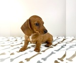 Small #5 Dachshund