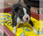 Small Boston Terrier
