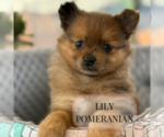 Image preview for Ad Listing. Nickname: Litter of 6