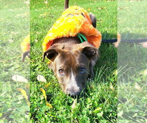Zable - Male American Pit Bull Terrier-Unknown Mix Dog for Adoption - Photo #2