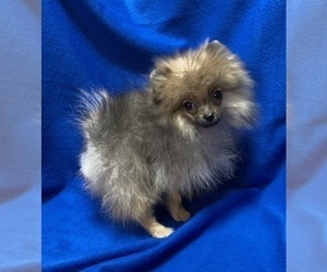 Pomeranian Puppy for sale in DENVER, CO, USA