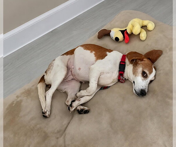 Medium Photo #7 Beagle Puppy For Sale in Dunnellon, FL, USA