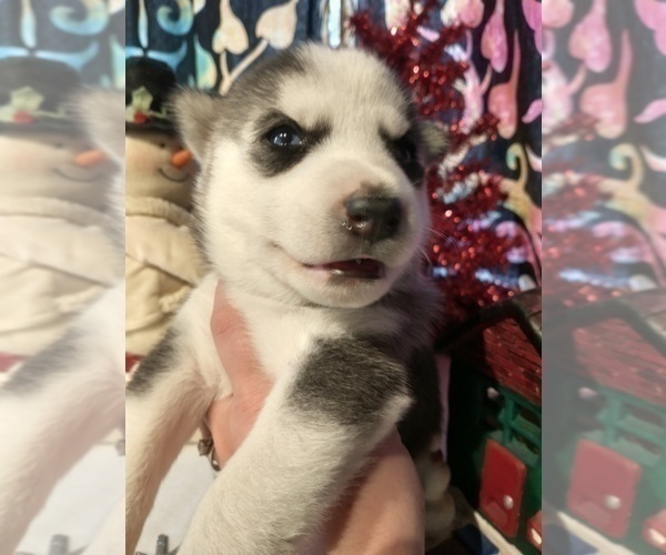 Medium Photo #23 Siberian Husky Puppy For Sale in DANBY, VT, USA