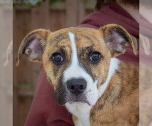 American Staffordshire Terrier-Boxer Mix Dogs for adoption in Huntley, IL, USA