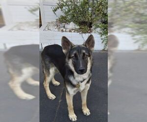 Medium German Shepherd Dog