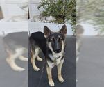 Small German Shepherd Dog