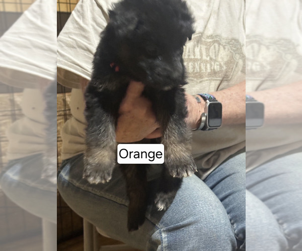 Medium Photo #42 German Shepherd Dog Puppy For Sale in LA FAYETTE, NY, USA