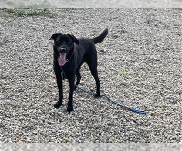 Medium Photo #1 Borador Puppy For Sale in Waco, TX, USA