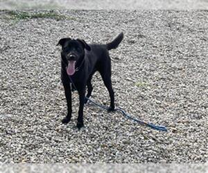 Borador Dogs for adoption in Waco, TX, USA