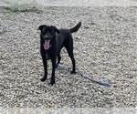 Small Borador