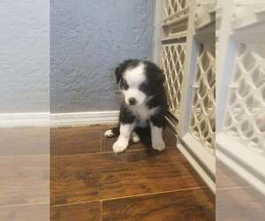 Australian Shepherd Puppy for sale in EDMOND, OK, USA