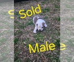 Small Photo #7 Bulldog Puppy For Sale in GOLDSBORO, NC, USA