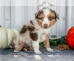 Small Photo #7 Australian Shepherd Puppy For Sale in CAMDEN, MI, USA
